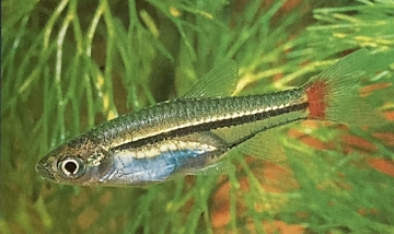 rasbora borapetensis femelle ou rasbora à queue rouge